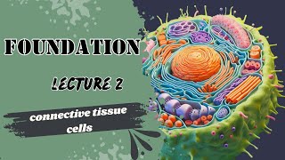 Connective Tissue Cells [upl. by Ilonka805]