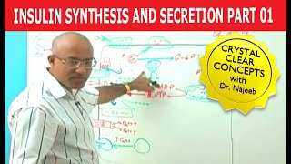 Insulin Synthesis and Secretion  Part 14💉 [upl. by Sion]