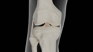 Cruciate and Collateral Ligaments of the Knee [upl. by Soelch422]