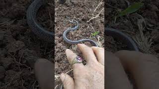 ular cicak  lycodon capucinus  nonvenomous snake indonesia [upl. by Blanchette]