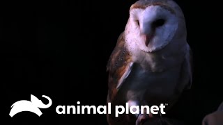 Desde a precisão da coruja até o polvo invisível  O Incrível Mundo Animal  Animal Planet Brasil [upl. by Elahcim]