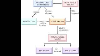 Cell Injury  Reversible amp Irreversible [upl. by Oniotna]