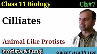 Cilliates  kingdom protista  animal like protists  class 11th biology [upl. by Mcclure]