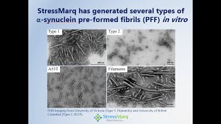 Webinar Accelerating Neurodegenerative Disease Research with Pathogenic Protein Aggregates 2021 [upl. by Michaud]