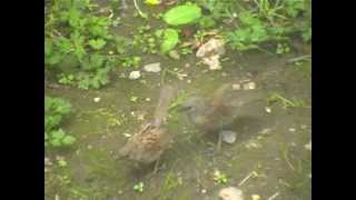 Dunnock behaviour  Cloaca pecking removing sperm  Sneem Ireland [upl. by Nilesoy]