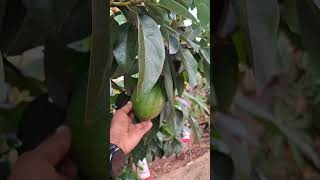 Avocado Tree 🌳 youtubeshorts food avocado uganda malayalam africanmarket jinja [upl. by Nus]