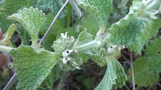 Wild White Horehound Marrubium vulgare [upl. by Keelin]