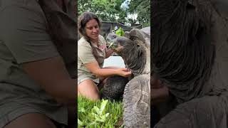 106 year old Galapagos Tortoise 🐢 [upl. by Eimilb]