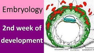 2nd week of embryonic development [upl. by Ahsekat]