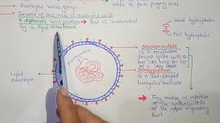 Structure Of Flu Virus  Acellular  KPK amp Federal Board [upl. by Ahseya]