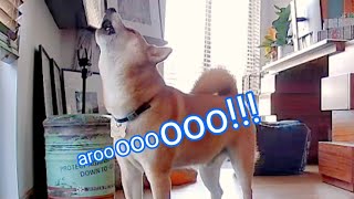 Shiba SCREAM the loudest possible [upl. by Beltran399]