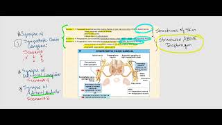 Lecture Video 3 Autonomic Nervous System ANS [upl. by Camella172]