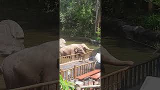 🐘 Elephant யானை Gajah 象 ဆင် ช้าง ຊ້າງ convoi слон olifant 코끼리 elefante হাতি हाथी ដំរី [upl. by Hakan]