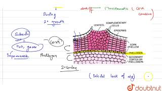 Explain the role of lenticels  11  ANATOMY OF FLOWERING PLANTS  BIOLOGY  PRADEEP  Doubtnut [upl. by Lashonde]