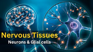 Nervous tissue  Nervous tissue histology  Nervous tissue anatomy and physiology [upl. by Ssyla630]