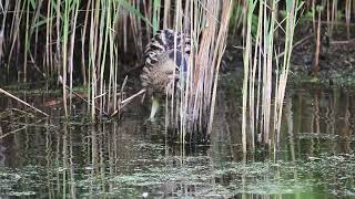 Bird photography Far Ings NNR Ness Bitterns 07 07 2024 [upl. by Esenwahs208]