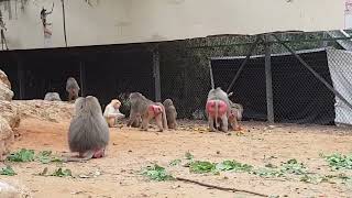 A feeding time of hamadryas baboons [upl. by Bechler683]