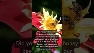 Bee Facts beefriendly beefacts bee beehive honey beekeeper beelife [upl. by Ticon]