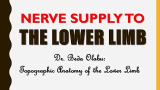 NERVES OF THE LOWER LIMB [upl. by Champ109]