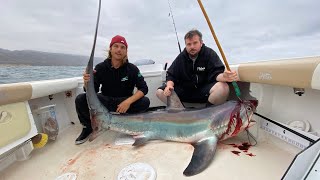 Massive thresher shark caught off the coast of Orange County California [upl. by Atal]