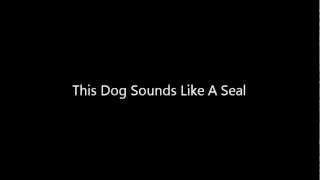 This Dog Sounds Like A Seal [upl. by Nywra896]