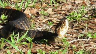 Cottonmouth Water Moccasin [upl. by O'Donoghue]