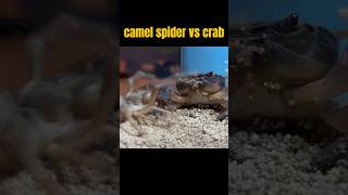 Camel Spider VS Crab  EPIC ATTACK  camelspidervs [upl. by Thun]