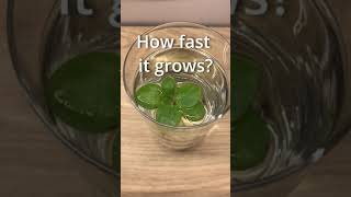 🌿Amazing plant growth TIMELAPSE Wow🌿 [upl. by Nahn606]