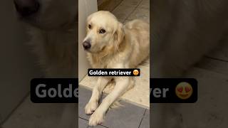 Beautifully ❤️ unfreeze goldenretriever aslammayo doglover dog [upl. by Nolava336]