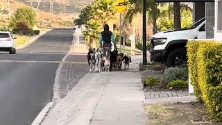 A dog walker with several dogs Querétaro [upl. by Maureen164]