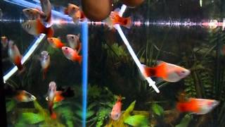 Xiphophorus maculatus Platy Galaxy [upl. by Shurlock]