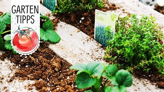 Palettenbeet mit Erdbeeren und Kräutern  Volmary GartenTipps [upl. by Shetrit]