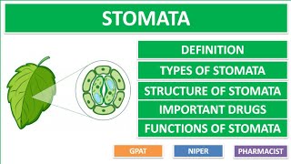 STOMATA  TYPES OF STOMATA  STRUCTURE OF STOMATA  FUNCTIONS OF STOMATA  GPAT2021  NIPER [upl. by Else]