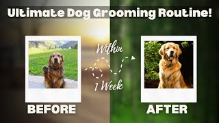 The Ultimate Dog Grooming Routine Keep Your Pup Looking Perfect 🐶✂️ [upl. by Slein]