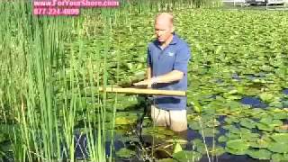 Lily Pad Removal  Lily Pads Remover By The Root [upl. by Eilojne808]