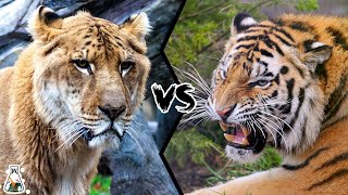 LIGER VS TIGER  Which is the Strongest Big Cat [upl. by Melvina]