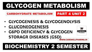 Glycogen Metabolism Pathways  Gluconeogenesis  Glycogenesis  Glycogenolysis  Part 4 Unit 2 [upl. by Arret831]