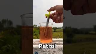 Gas Lighter Vs Petrol Who Is Powerful shorts experiment [upl. by Baudin264]