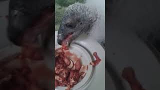 FEEDING A BABY TURKEY VULTUREFUNNY NOISES XD [upl. by Beane]