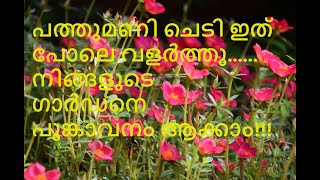 പത്തുമണി ചെടി എങ്ങിനെ നട്ടുവളർത്താം  How to grow table rose or pathu mani plant [upl. by Ennovi818]