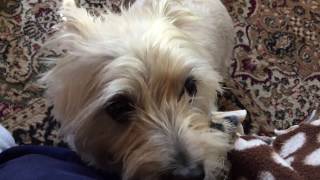 A quick word about owning Cairn terriers [upl. by Jock]