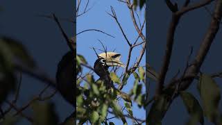 Great Hornbill birds hornbill backyardwildlife birdsvideo morningvibes birding hobby 4k [upl. by Avehs]