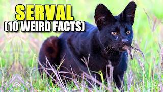 Serval 🐈 10 FACTS You NEVER KNEW [upl. by Ecnarolf]