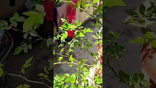 fairy rose flowers 🥀beautiful miniature rose on blooms gardening roseplant rosecreeper 😍😍 [upl. by Hilda]