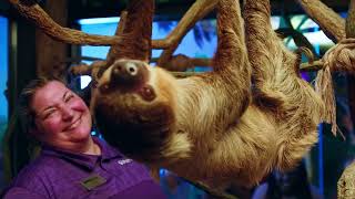 Sloth Discovery at Ripleys Aquarium of Myrtle Beach [upl. by Nuoras826]