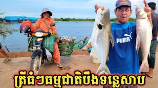 ទន្លេសាប ថ្ងៃនេះ យាយឡូឡាទិញបានត្រីធំៗ  Freshwater Fish Market KH Ep 514 [upl. by Azral557]