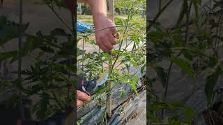 How To Prune Your Tomato Plant [upl. by Innoj]