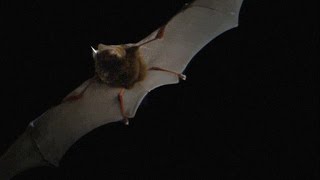 Heres What Bat Echolocation Sounds Like Slowed Down [upl. by Keelia]