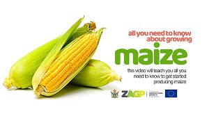 How to grow Maize  Green Mealies  Mr Ben Mthembo [upl. by Hetti]