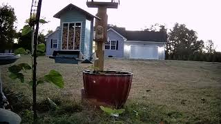 More of the Brown Thrasher [upl. by Anak]